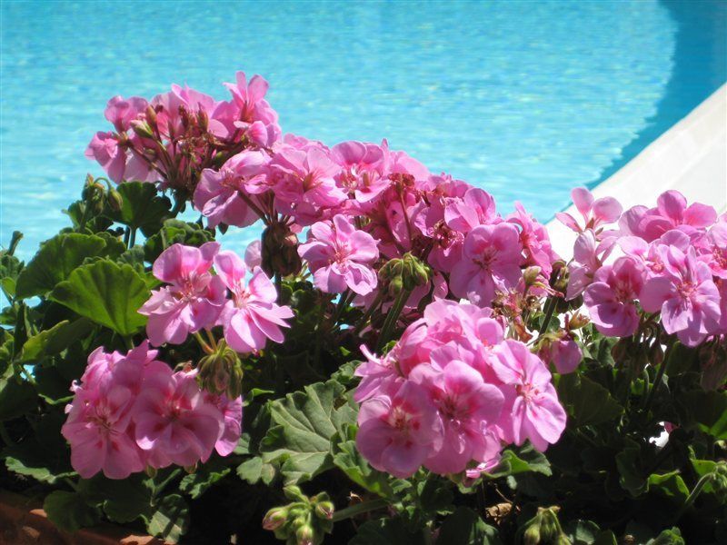 Margherita 4* Golfo Aranci